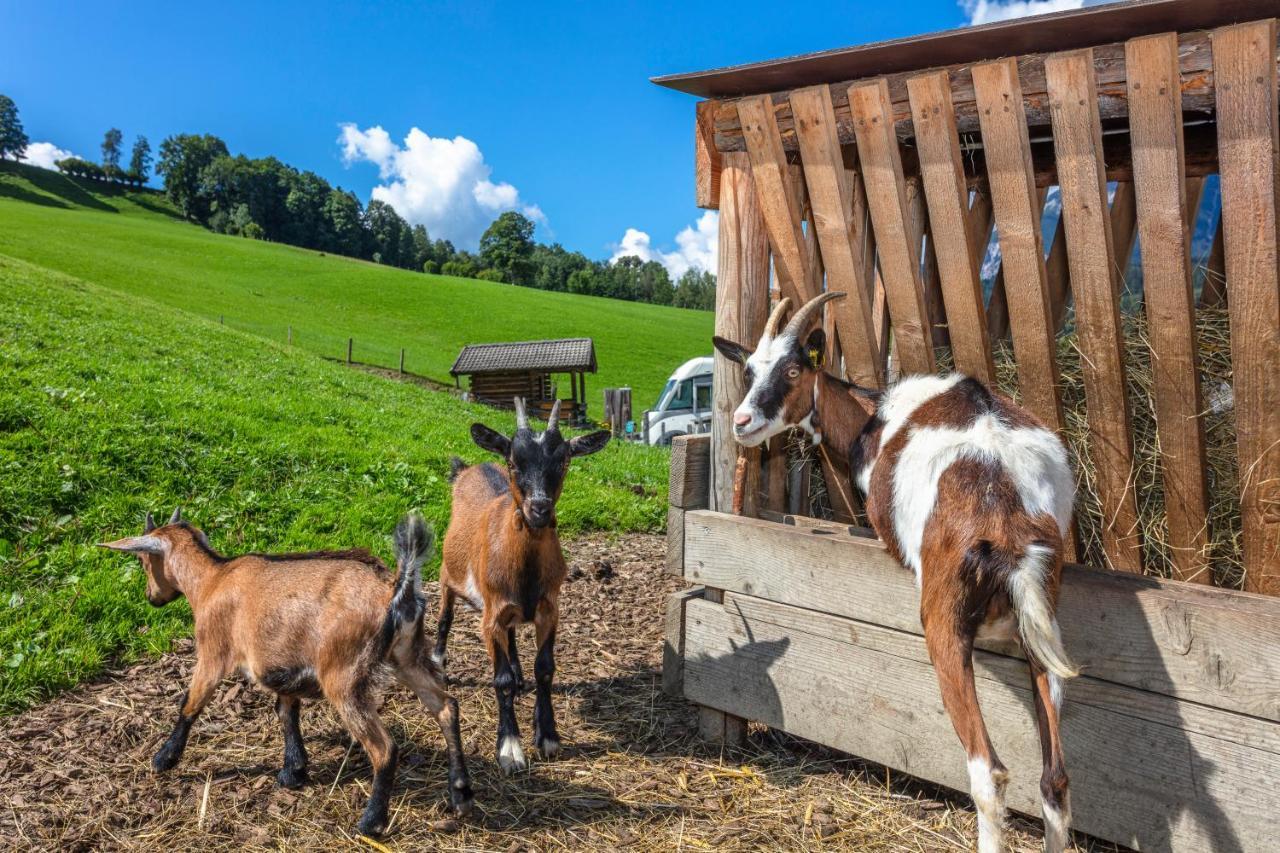 Biobauernhof Stegerbauer Daire Maria Alm am Steinernen Meer Dış mekan fotoğraf