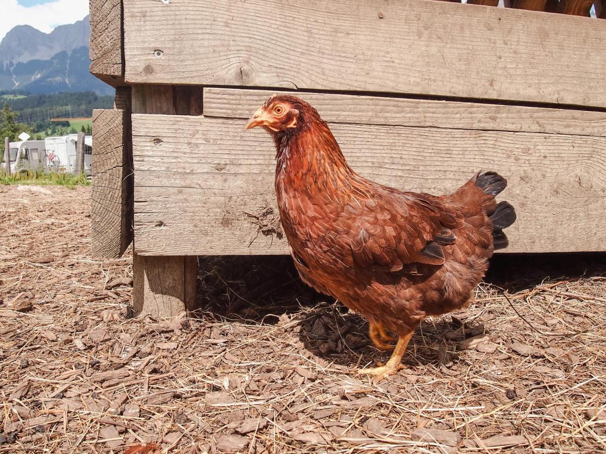 Biobauernhof Stegerbauer Daire Maria Alm am Steinernen Meer Dış mekan fotoğraf