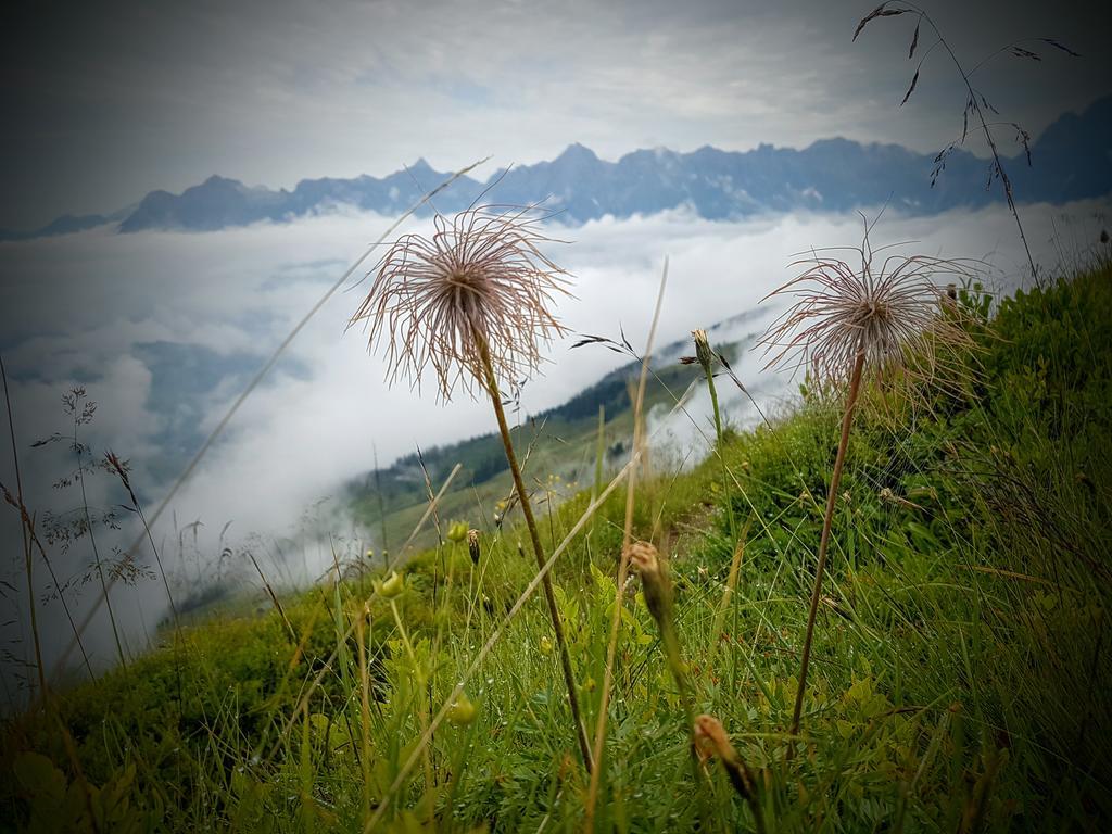 Biobauernhof Stegerbauer Daire Maria Alm am Steinernen Meer Dış mekan fotoğraf